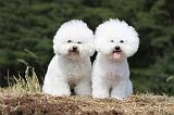 BICHON FRISE 476